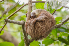 CR_Cahuita_009