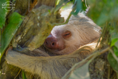 CR_Cahuita_011