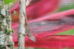 CR_Cahuita_012
