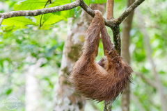 CR_Cahuita_013