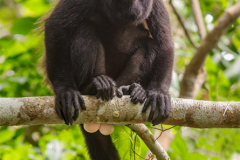 CR_Cahuita_015