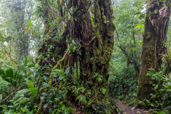 cr2018_260