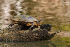 CR_Tortuguero_001