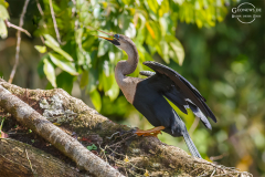 CR_Tortuguero_002