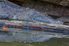 CR_Tortuguero_003
