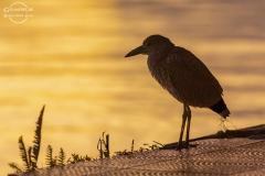 CR_Tortuguero_004