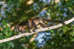 CR_Tortuguero_006