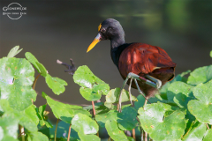 CR_Tortuguero_009