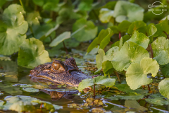 CR_Tortuguero_010