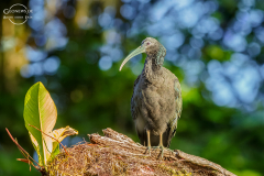CR_Tortuguero_011