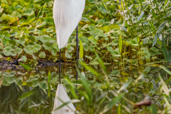 CR_Tortuguero_012