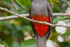 CR_Tortuguero_013