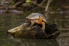 CR_Tortuguero_015