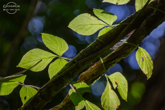 CR_Manuel-Antonio_005