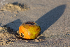 CR_Manuel-Antonio_006