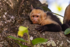 CR_Manuel-Antonio_011
