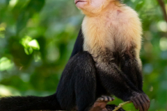 CR_Manuel-Antonio_012