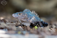 CR_Manuel-Antonio_014