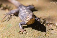 CR_Manuel-Antonio_015