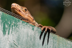 CR_Manuel-Antonio_016