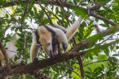 CR_Rincon_011