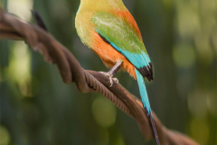 CR_Rincon_016