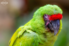 HOND_Macaw_002
