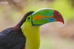 HOND_Macaw_003