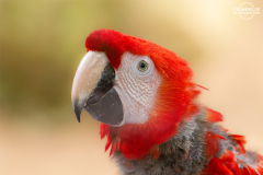 HOND_Macaw_004