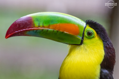 HOND_Macaw_006