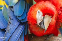 HOND_Macaw_007