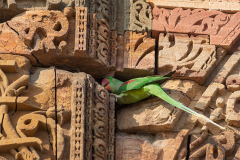 IND_Dehli_023
