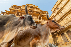 IND_Jaiselmer_004