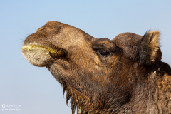 IND_Jaiselmer_015