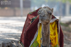 IND_Agra_015