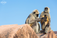 IND_JAI_Fort-Amber_016