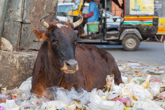 IND_JAI_JAIPUR_003