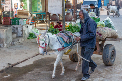 IND_Mandawa_020