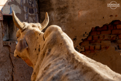IND_Mandawa_026
