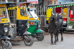 IND_Jodhpur_Markt_005