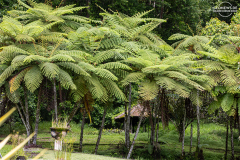 indo_bali.Kebun-Raya-Bali.005