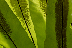 indo_bali.Kebun-Raya-Bali.007