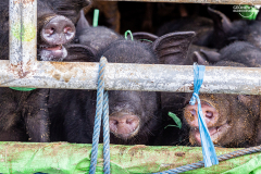 ind_bali_.permuteran.008