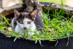 ind_bali_.permuteran.011