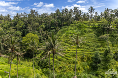 indo_bali_Tegallalang_001