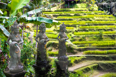 indo_bali_Tegallalang_003