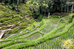 indo_bali_Tegallalang_004