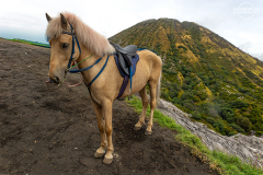 ind_java_bromo.009