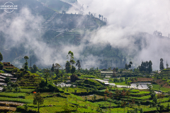 ind_java_dieng_010