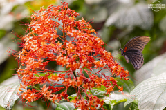 ind_java_Kalibaru.002